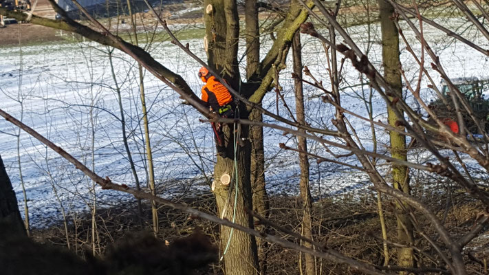 Seilkletterer arbeitet am Baumstamm in winterlicher Umgebung, Sicherungsseile verlaufen über mehrere Äste.